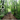 A woodland picture with the FSC mark of responsible Forestry